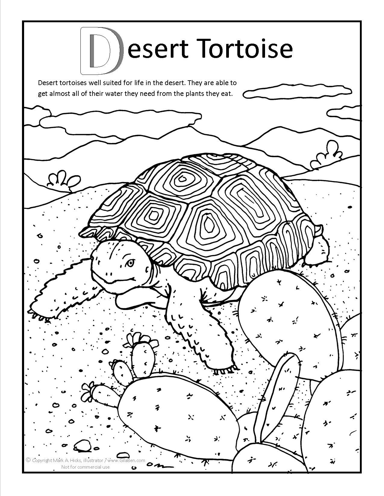 1275x1650 Fresh Desert Tortoise Coloring Page