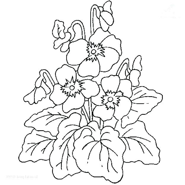 625x625 Plants Coloring Pages Ocean Plants Coloring Pages Full Size