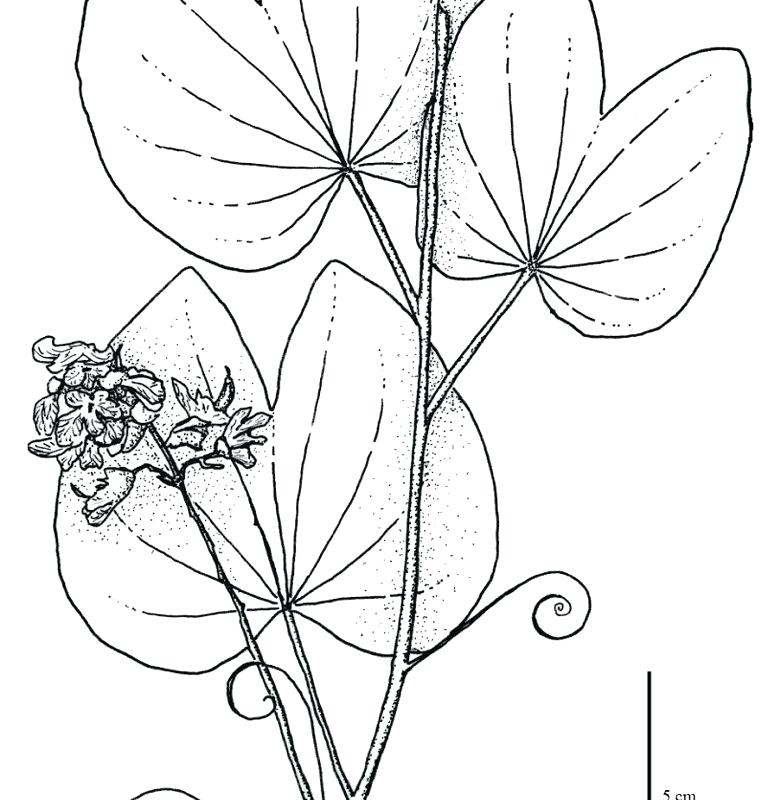780x800 Coloring Page Tropical Rainforest Coloring Pages Free