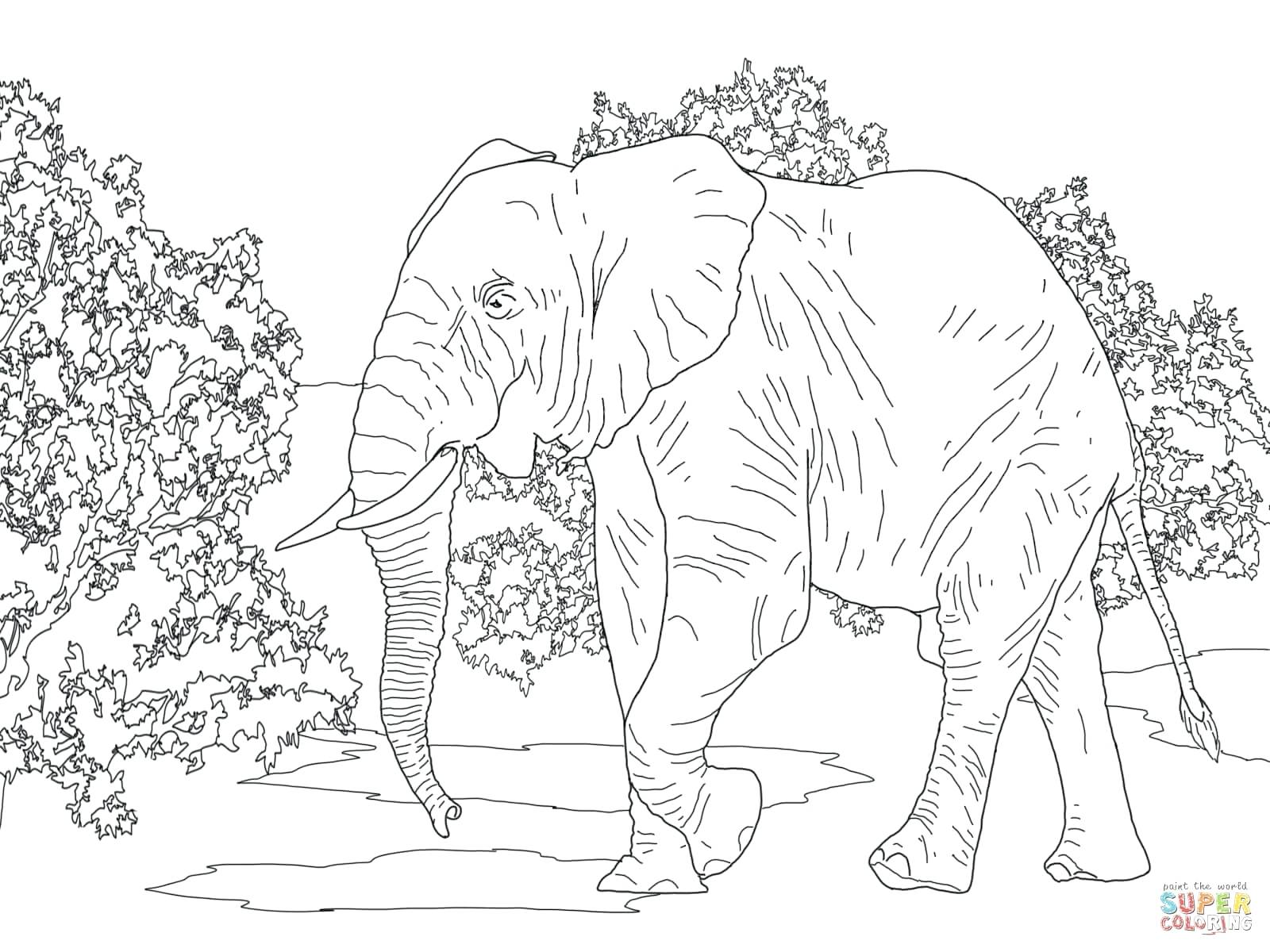 1600x1200 Rainforest Animals And Plants Coloring Pages In The Desert Animal