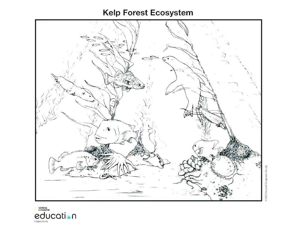 990x765 Desert Animals Coloring Pages