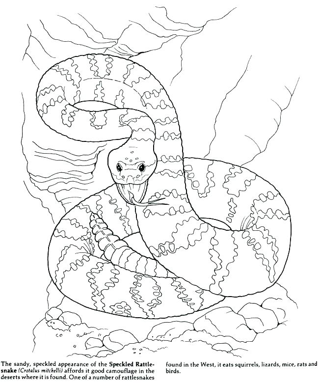 650x780 Desert Animal Coloring Pages Desert Animals Coloring Pages