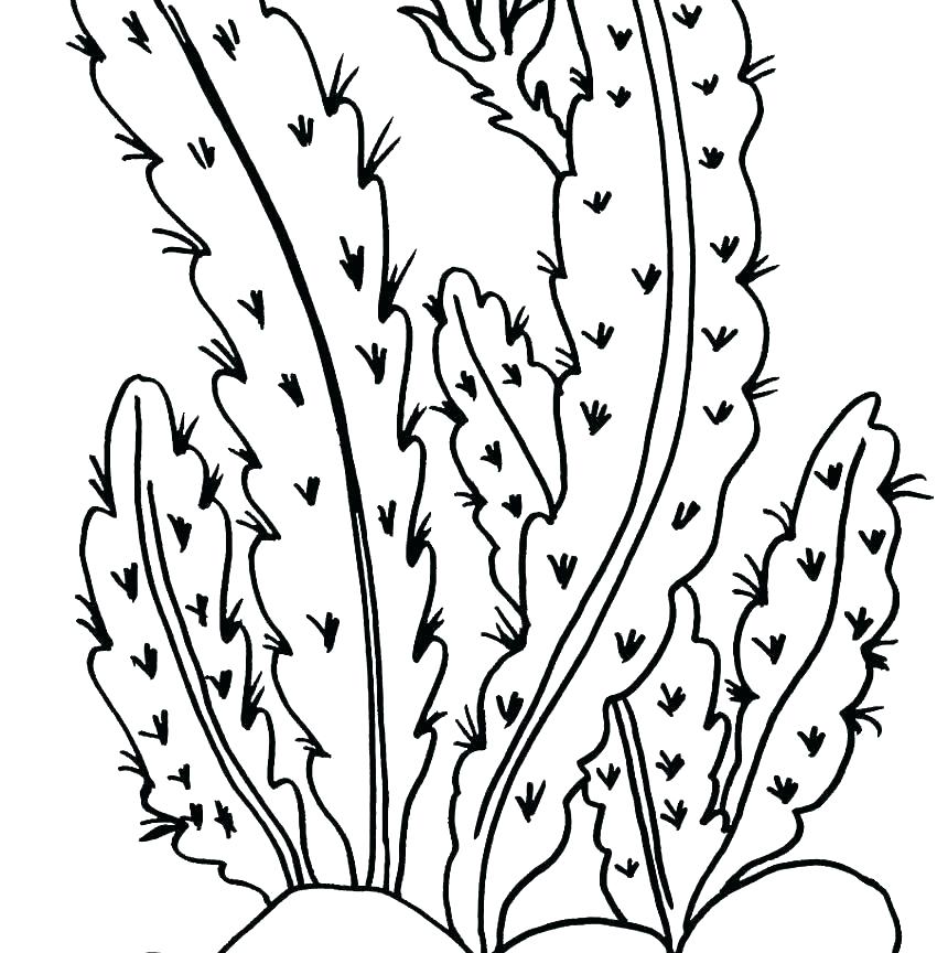 850x864 Desert Animal Coloring Pages Plants Coloring Page Desert Animal