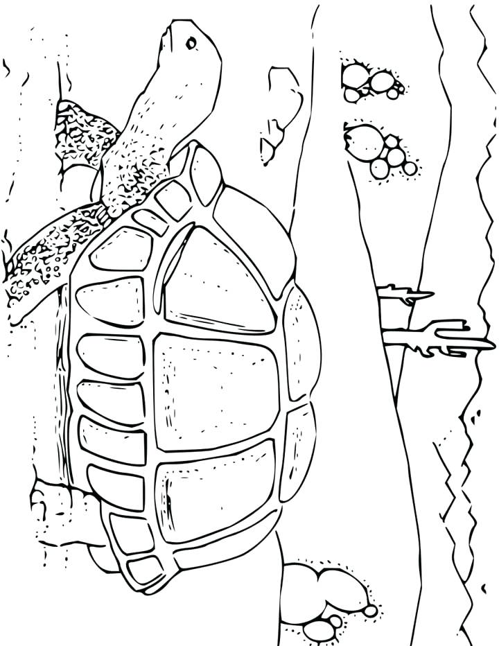 720x932 Desert Animals Coloring Pages Tortoise Coloring Page For Kids Free