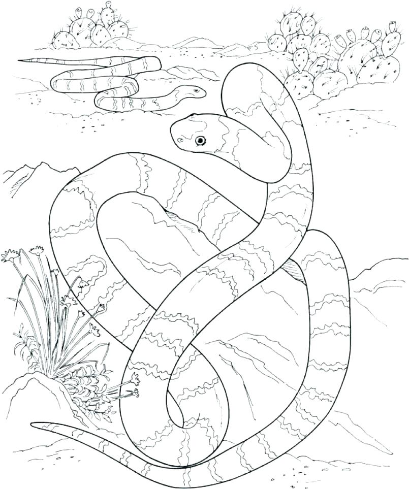 805x963 Desert Animal Coloring Pages Desert Animals Coloring Pages Large