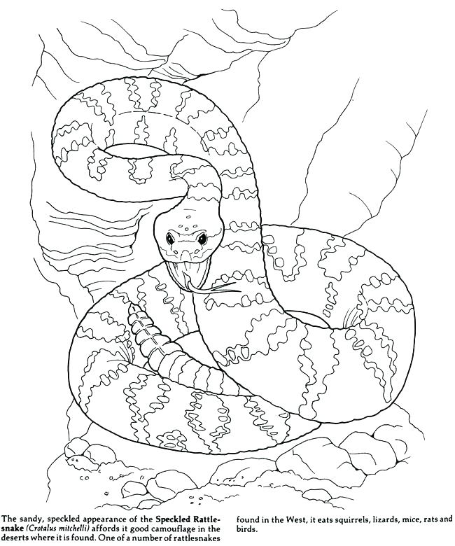 650x780 Desert Scene Coloring Pages Printable Desert Coloring Pages Also