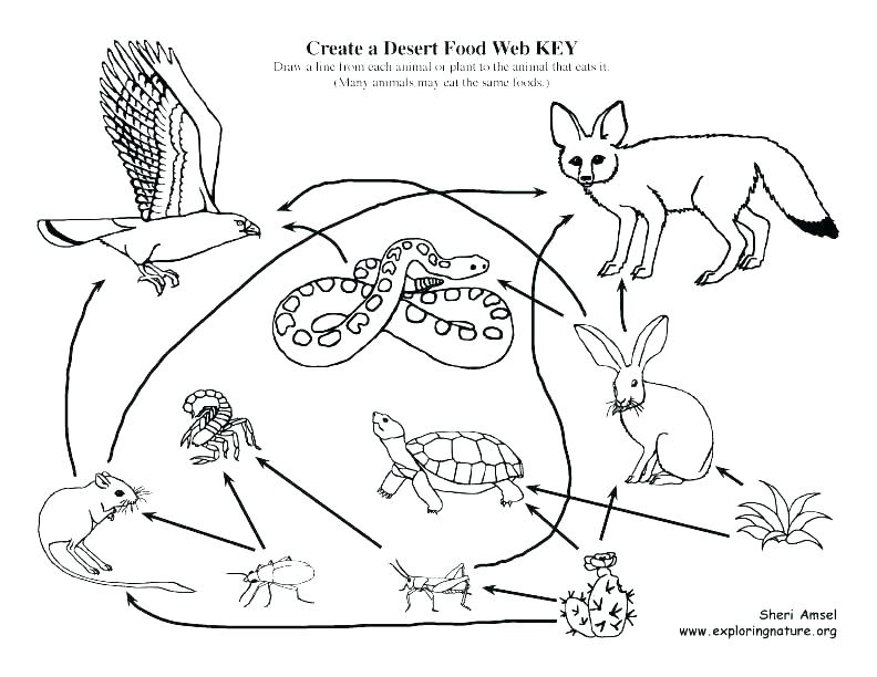792x612 Food Web Coloring Pages Food Chain Coloring Pages Food Chain