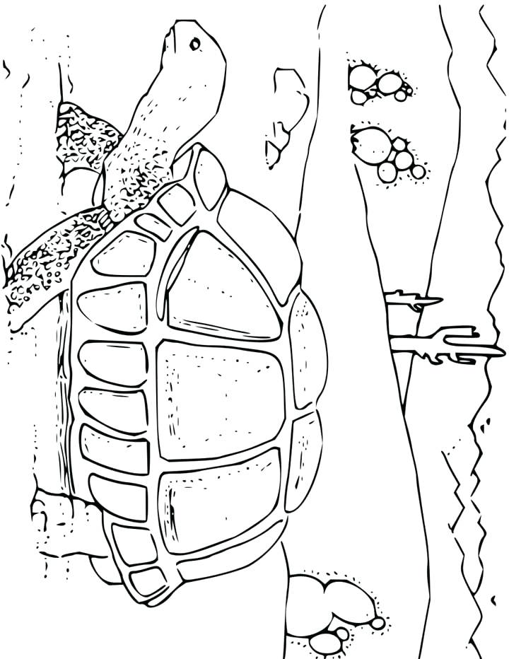 720x932 Sonoran Desert Animal Coloring Pages Printable Coloring Awesome