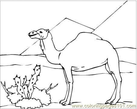 454x360 Camel In Desert Coloring Page Coloring Page
