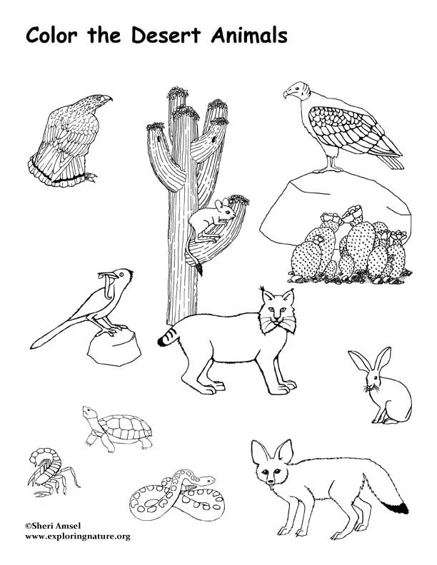 612x792 Desert Coloring Pages Unique Coloring Desert Picture Free Coloring