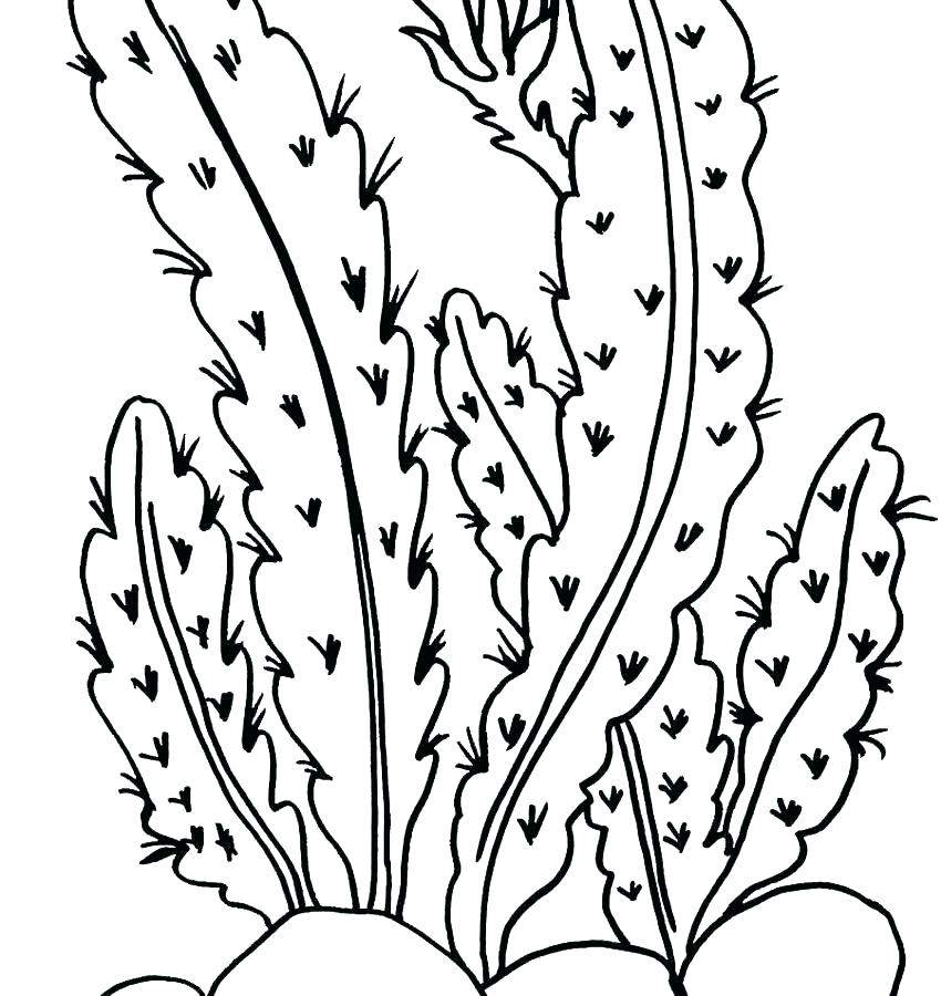 850x900 Flowers Coloring Pages Plants Coloring Pages Coloring Pages Plants