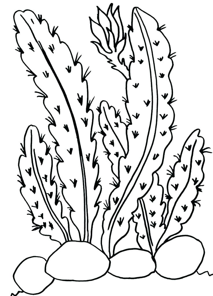 737x1024 Plants Coloring Pages Desert Plants Coloring Pages Free Printable