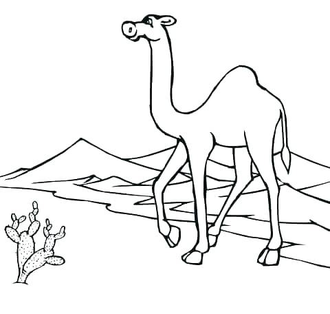 480x456 Desert Animals Coloring Pages Desert Animals Coloring Pages