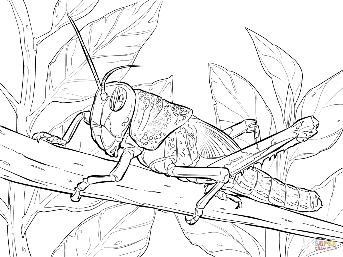 1199x899 Desert Locust Coloring Page New Coloring Sheets