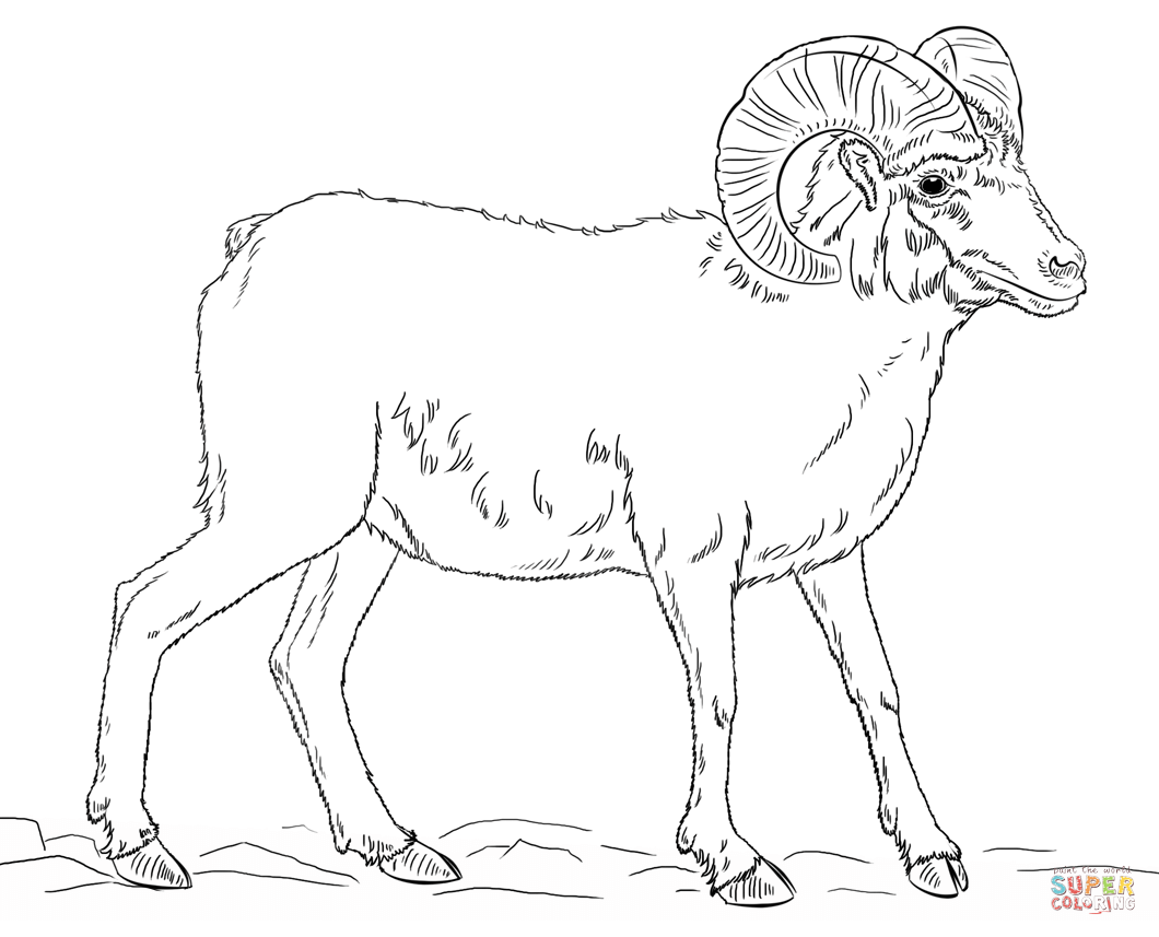 1060x857 Gigantic Sheep Coloring Sheet Desert Bighorn Page Free Printable