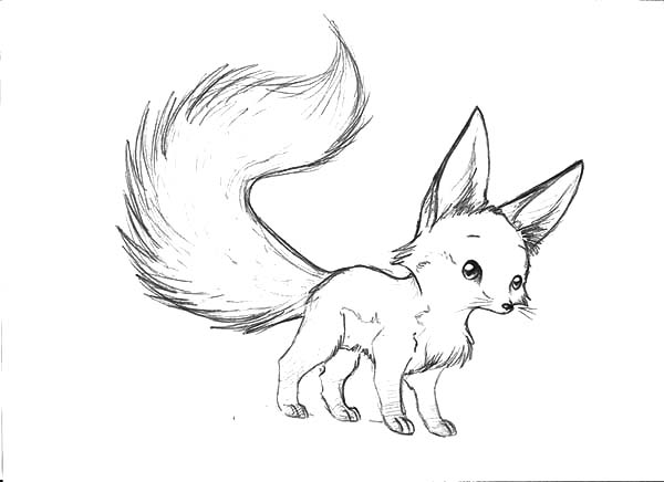 600x436 Long Tailed Desert Fox Coloring Pages Netart Throughout Baby