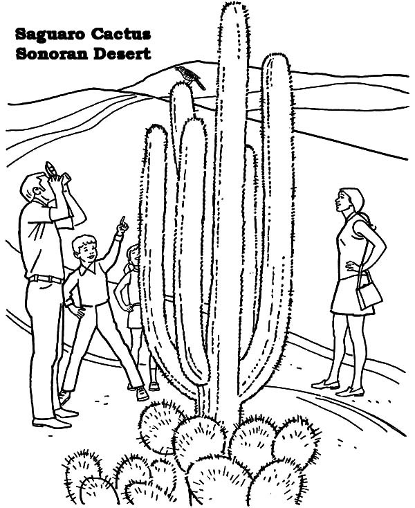 600x734 Sonoran Desert Coloring Pages Sauaro Cactus Sonoran Desert