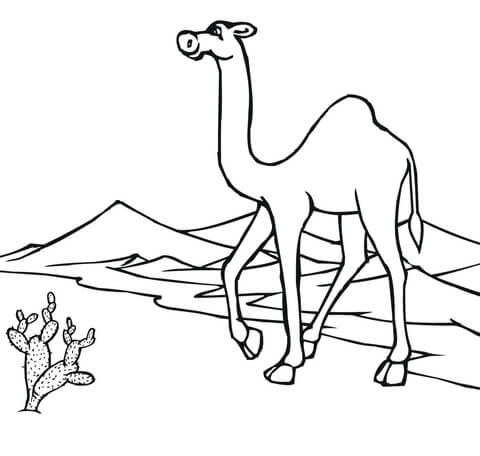 480x456 Camel On The Go Through Desert Coloring Page Free Printable Within