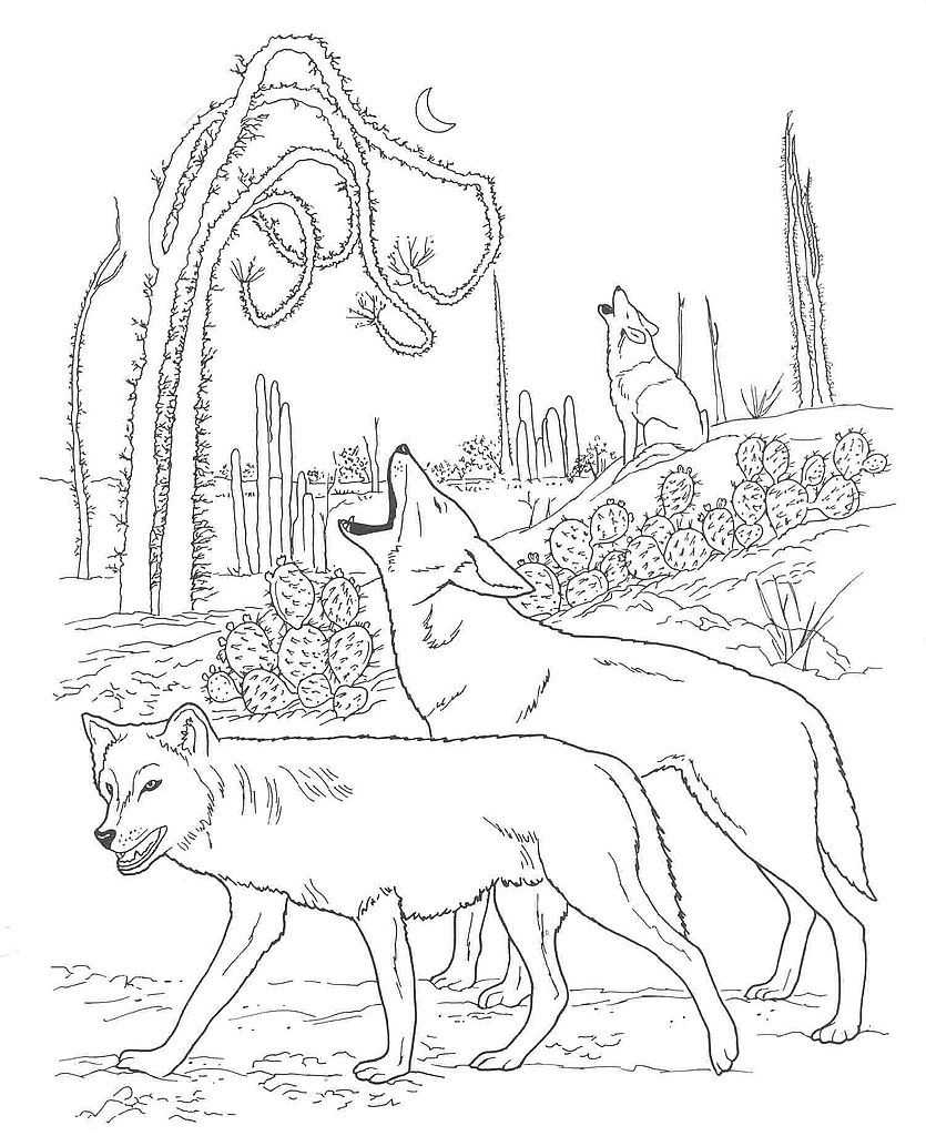 835x1024 Coyote Coloring Pages Show This Interesting Animal In All Its