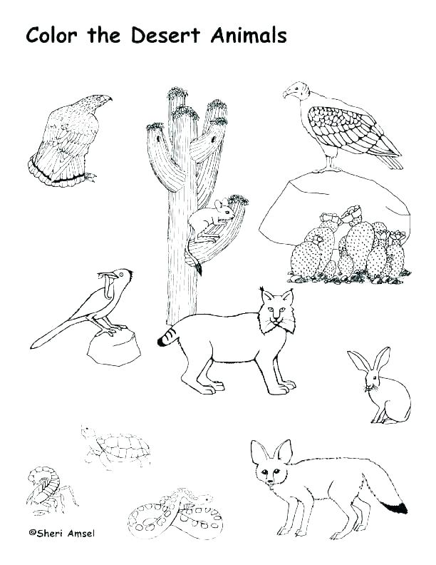 612x792 Desert Coloring Pages Animal Habitat Coloring Pages Desert