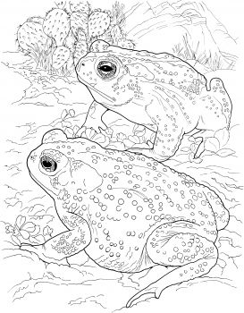 273x350 Colorado River Or Desert Toads Color Me Wonderful