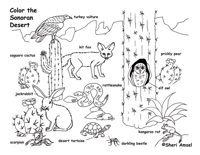 792x612 Desert Plant Coloring Pages Animal Coloring Pages