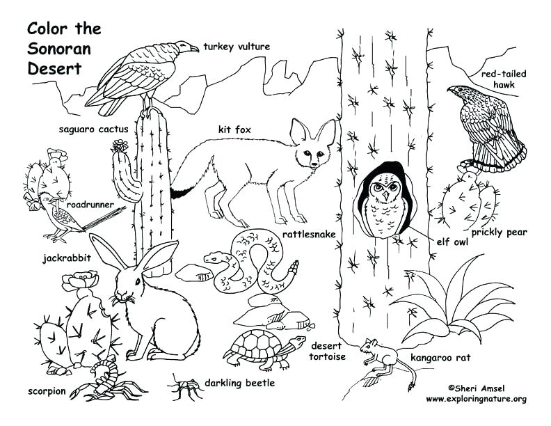 792x612 Grassland Plants Coloring Sheets Pages Basic Concepts