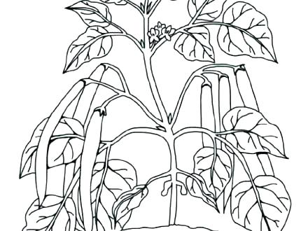 440x330 Plants Coloring Page Plants Vs Zombies Coloring Pages Ocean Plants