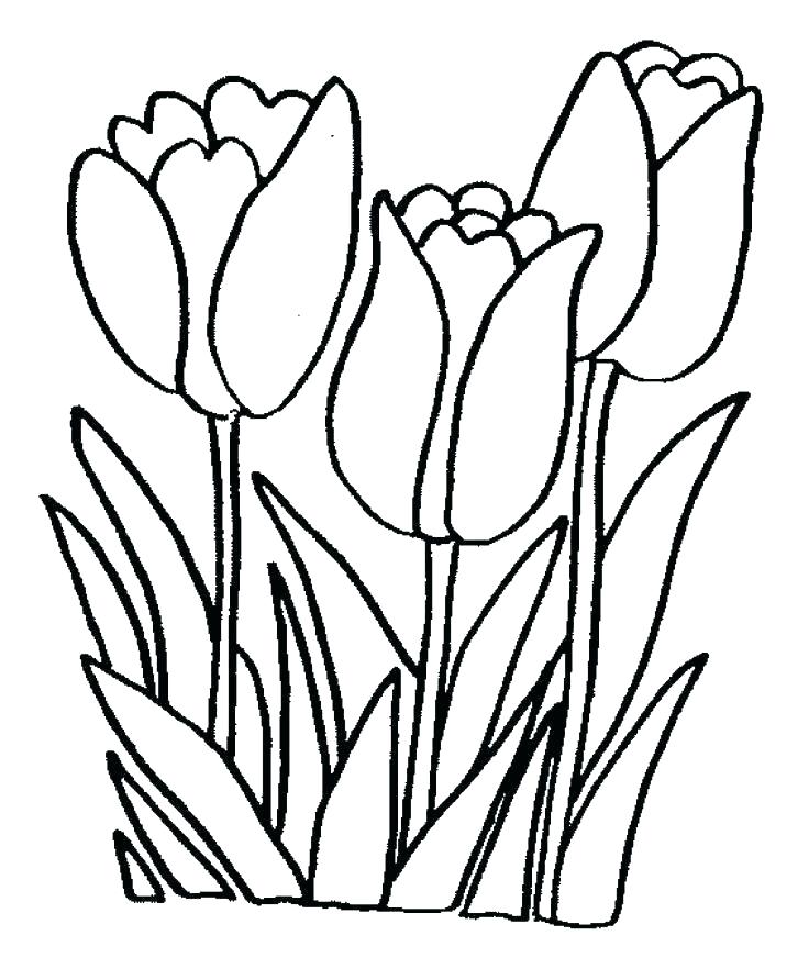 736x892 Plants Coloring Pages Desert Plants Colouring Pages