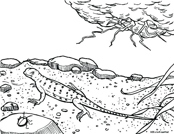 600x463 Desert Scorpion Coloring Pages