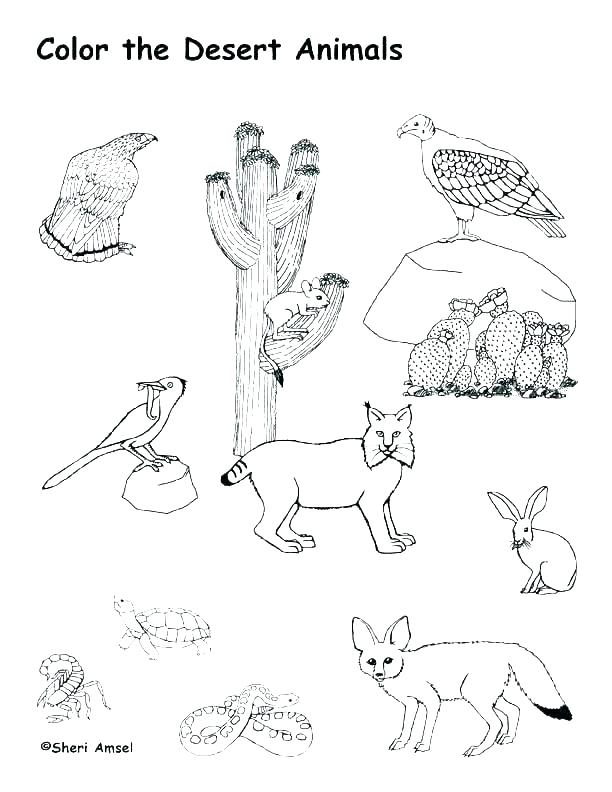612x792 Animal Habitat Coloring Pages Desert Scene Coloring Pages
