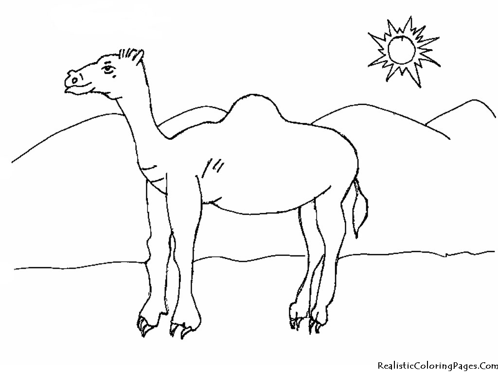 1024x768 Desert Scene Coloring Pages Printable Awesome Camel Coloring Page
