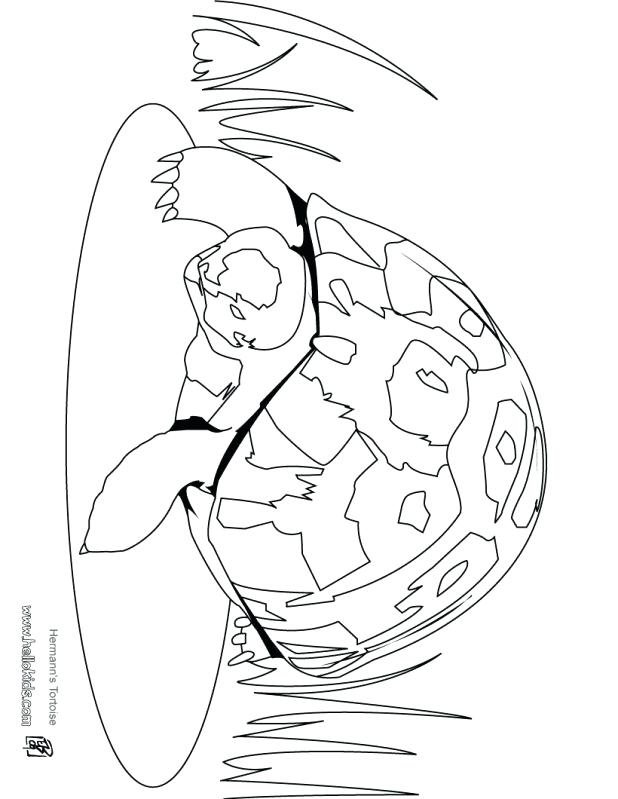 618x799 Hare Tortoise Coloring Pages Animal Jack The Lizard Wonder World