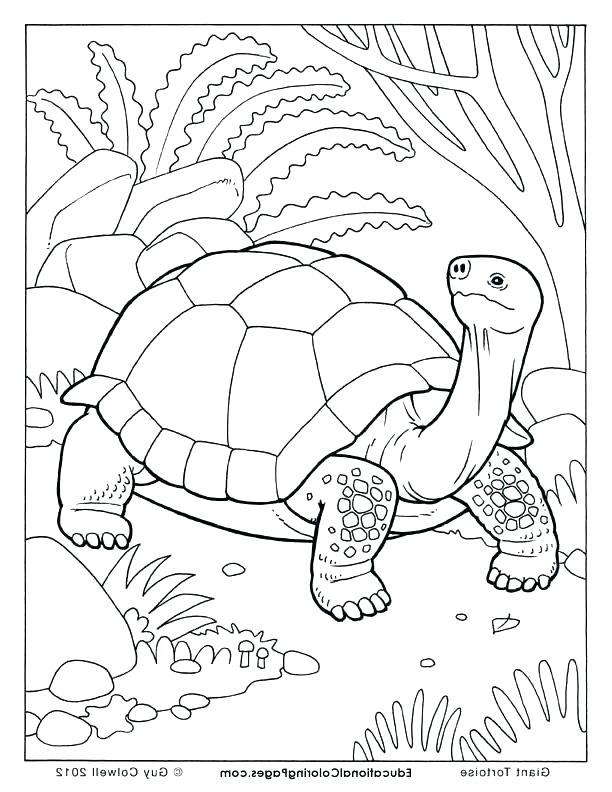 612x792 Tortoise Coloring Page Click To See Printable Version Of Cute