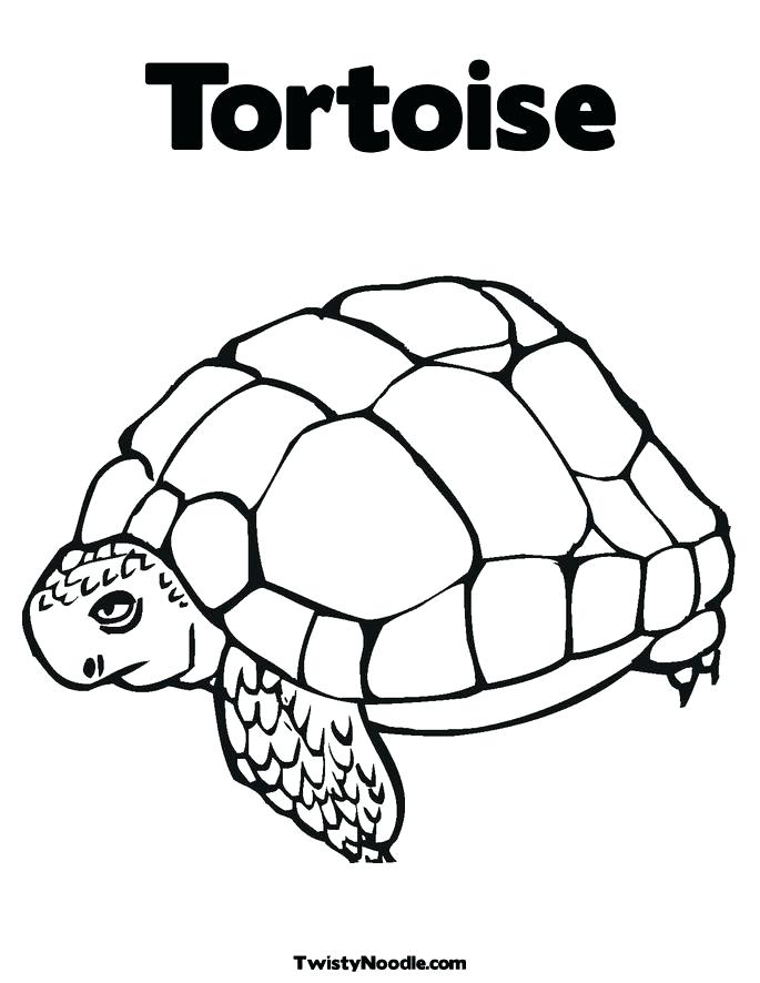685x886 Tortoise Coloring Page Desert Coloring Pictures Desert Coloring