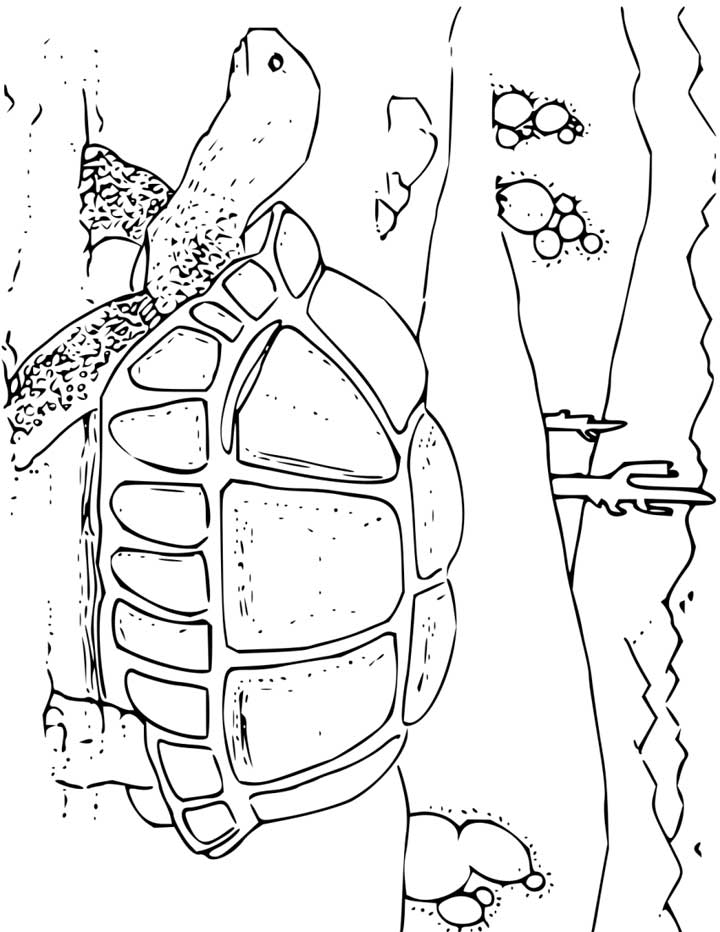 720x932 Tortoise Coloring Page For Kids