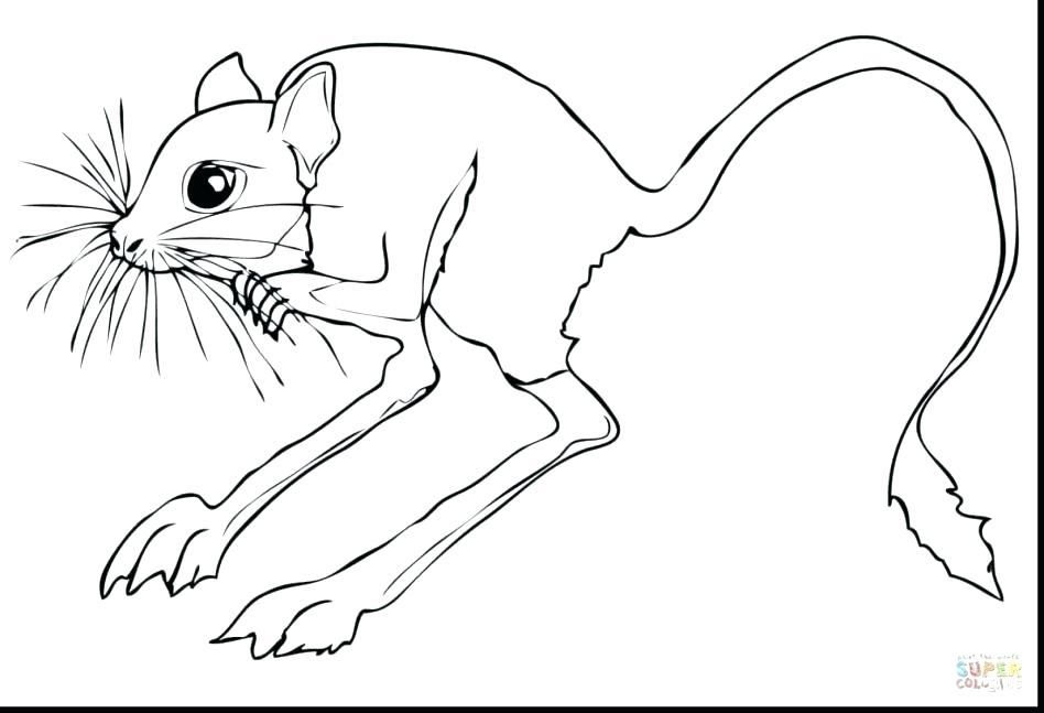 948x647 Tortoise Coloring Page