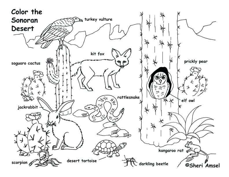 792x612 Desert Coloring Pages Desert Animals Coloring Page Free Printable