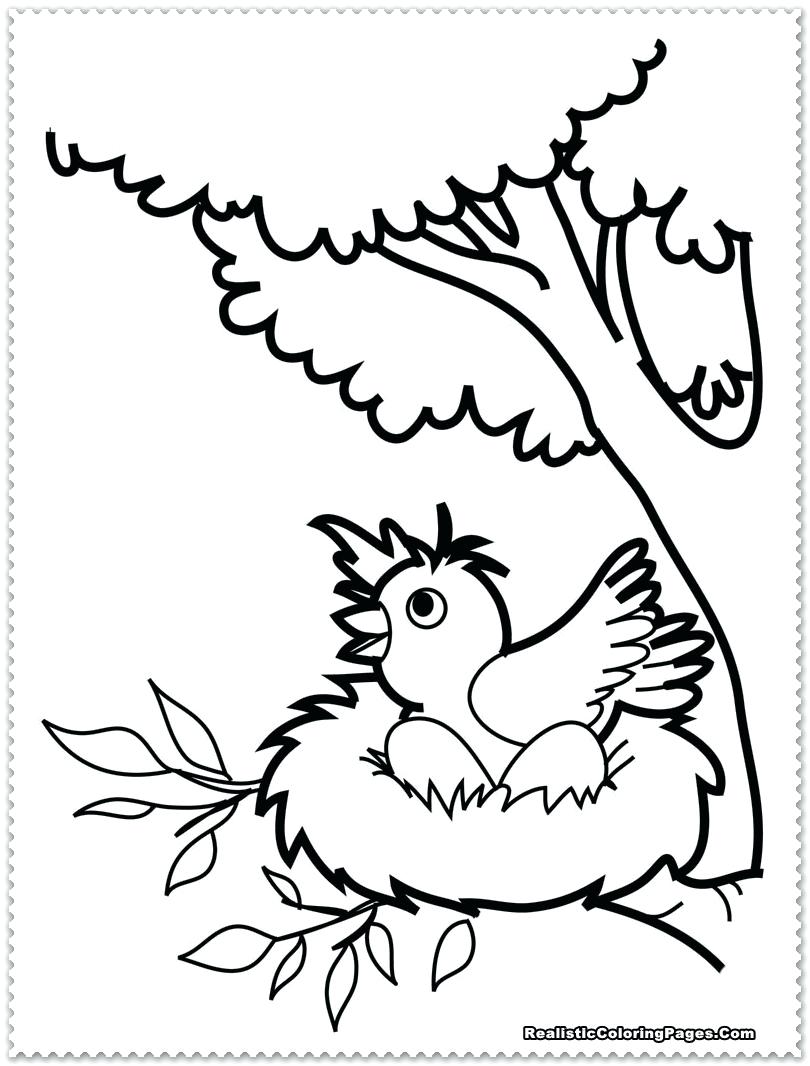 810x1066 Bird Coloring Pages For Preschoolers