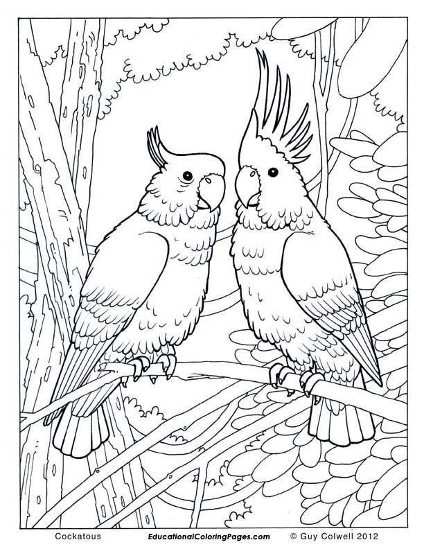 612x792 Drawn Brds Coloring Page