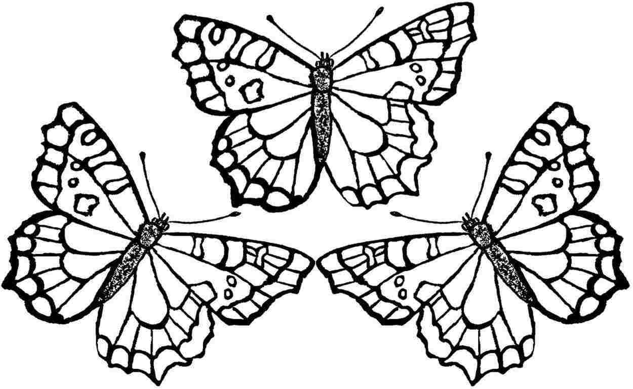 1250x769 Big Colouring Pictures Of Butterflies Ultimate