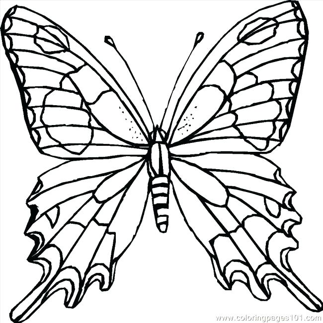 650x651 Detailed Coloring Page Butterfly Printable Coloring Pages