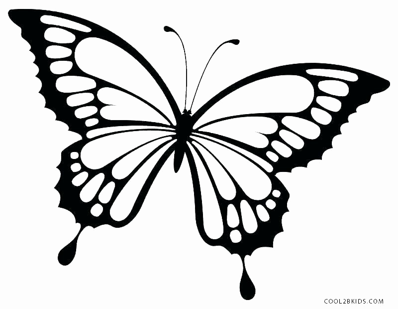 800x620 Detailed Butterfly Coloring Pages For Adults