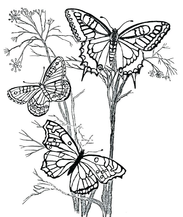 700x831 Printable Butterfly Coloring Pages Coloring Pages Butterflies
