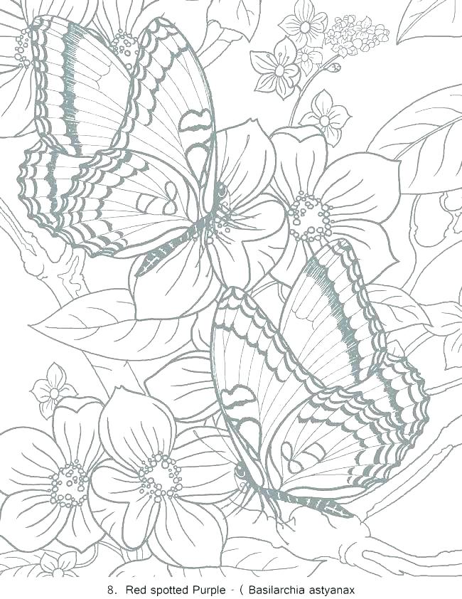 650x842 Butterfly Coloring Page Coloring Page Free Butterfly Coloring