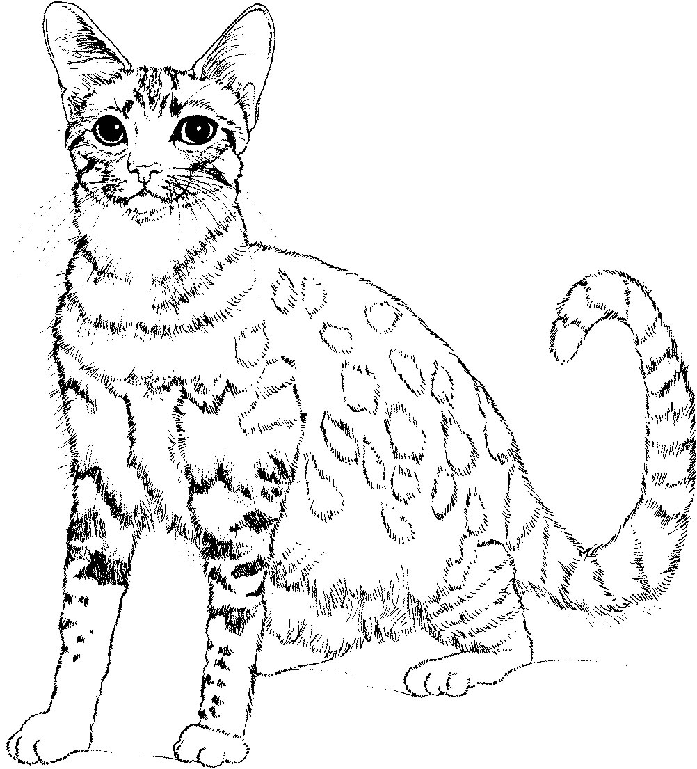 1002x1105 Realistic Cat Coloring Pages Free Free Coloring Pages Download