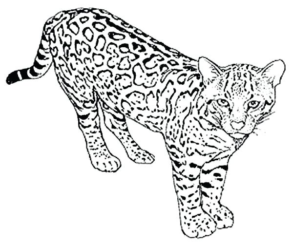 600x503 Wildcat Coloring Page Wildcat Logo Colouring Pages Northwestern