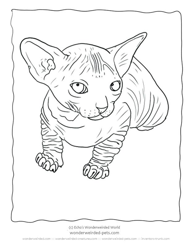 612x792 Realistic Cat Coloring Pages