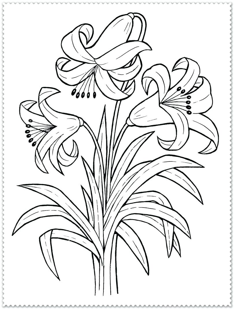 810x1066 Coloring Pages Flower Coloring Page Color Pages Best Of Spring