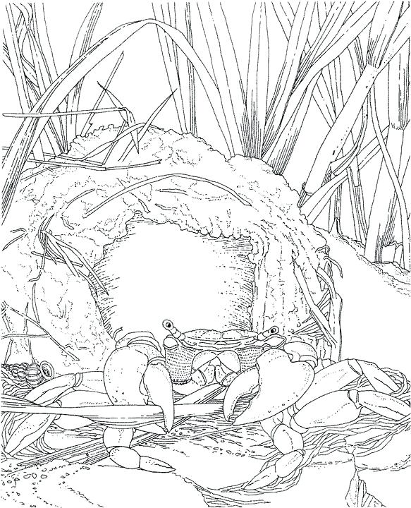 583x720 Landscape Coloring Pages For Adults To Print Kids Coloring Winter